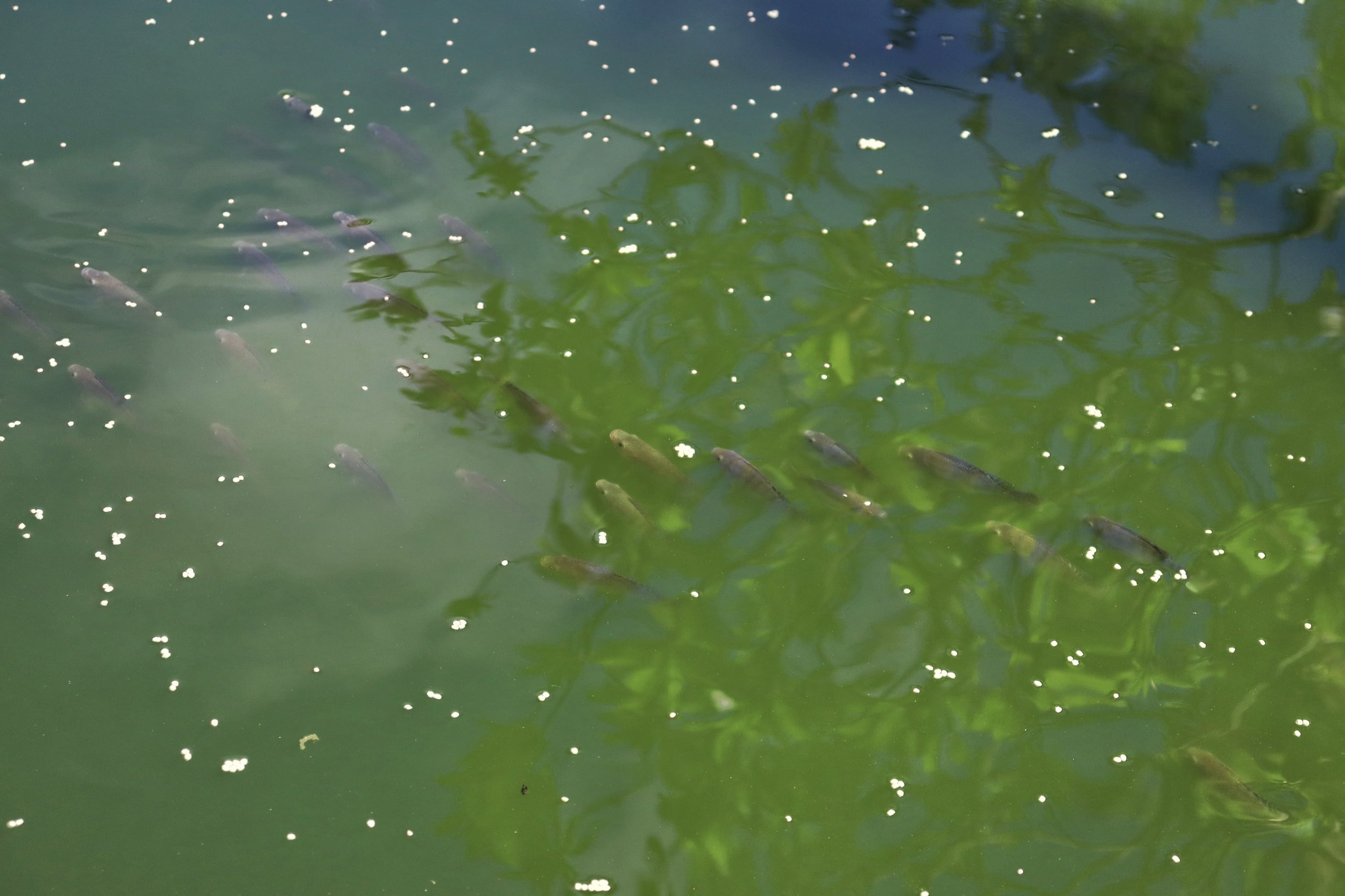  En El Estor es común el consumo de peces por lo que las mujeres decidieron criarlos y venderlos. Foto Juan Bautista. 